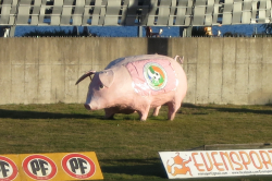 Beim Clásico Deportes Puerto Montt gegen Deportes Valdivia im Estadio Chinquihue, 2014